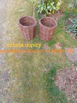 Żywe drzewka z wikliny w donicach - 3
