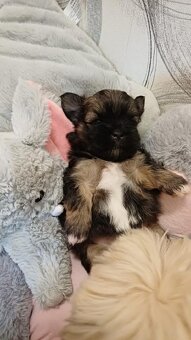 LHASA APSO szczenieta s PP - 3