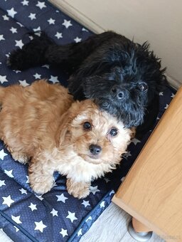 Maltipoo ostatnia suczka - 3