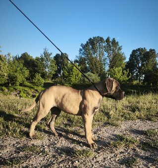 Bulmastif s PP/ Bullmastif/ Bulmastiff - 3