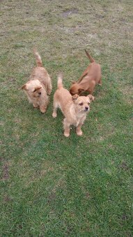 Mały pies do wydania - 3