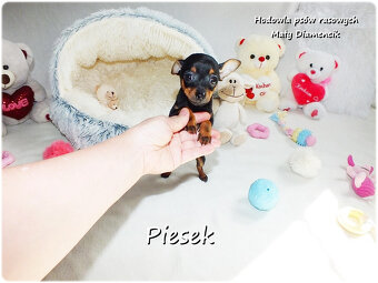 Pinczer miniaturowy- Ratlerek, tzw.sarenka, MINI Piesek nr1 - 3