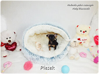 Pinczer miniaturowy- Ratlerek /tzw.sarenka, MINI Piesek nr2 - 3