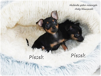 Mini Piesek Pinczer miniaturowy, tzw. Ratlerek Sarenka do RE - 3