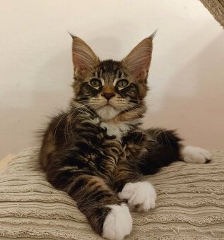 Kochane kociaczki Maine coon - 3