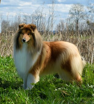 OWCZAREK SZKOCKI DŁUGOWŁOSY SUCZKA - 3