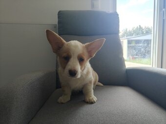 Welsh Corgi Cardigan -hodowla Rivulus FCI 26 lat istnienia - 3