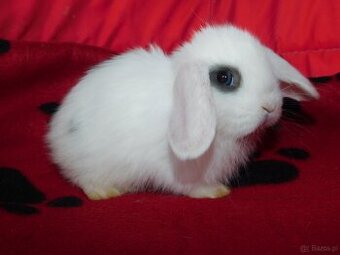 Białe króliki mini lop - 3
