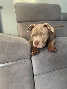 Suczka american bully pocket pies samica abck - 3
