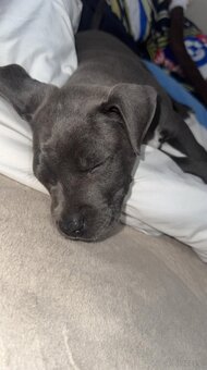 Sprzedam American Staffy Bull Pit szczeniak - 3