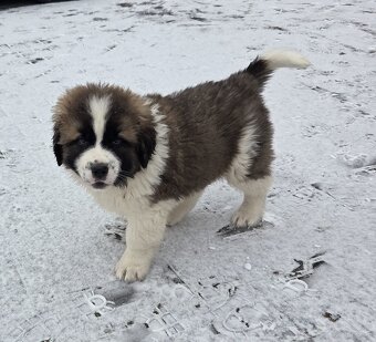 Moskiewski Pies Strozujacy - 3