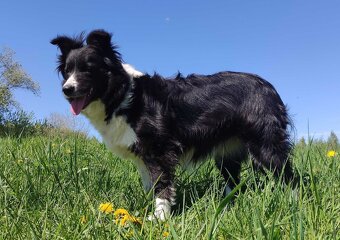 Przepiękna suczka BORDER COLLIE - dokumenty hod, badania rod - 3