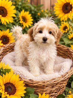 Chłopczyk Maltipoo Pudel Toy x Maltańczyk gotowy do nowego d - 3