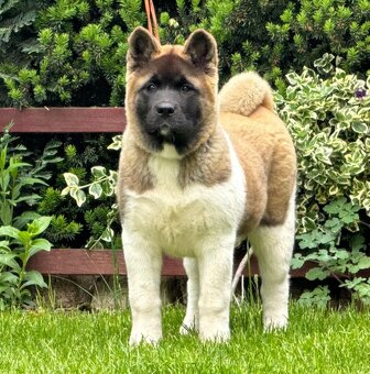 Akita amerykańska FCI suczka - 3