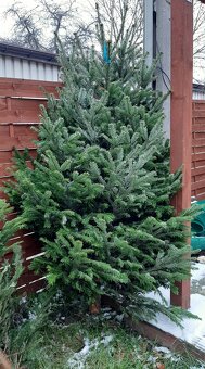 Choinka żywa jodła świerk cięte i w donicy choinki DOWÓZ - 3