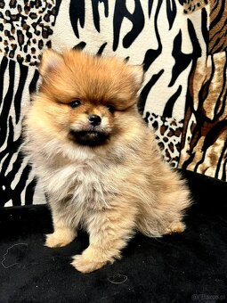 Szpic miniaturowy, Pomeranian - ORANGE - 3