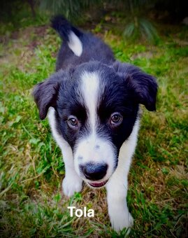 Border Collie - 3