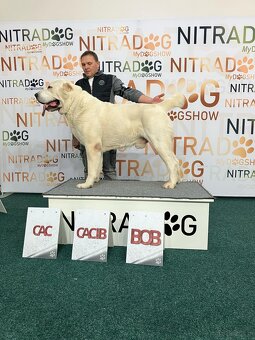 Owczarek środkowoazjatycki - 3