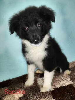 Border collie-suczki, szczenię, rodowód - 3