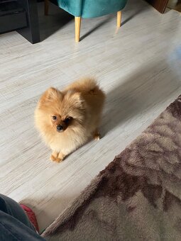 Szpic pomeranian - 3