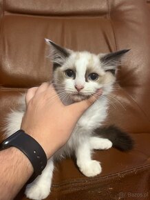 OKAZJA-cudowna kicia szynkretka tzw.Europejka ODDAM za DARMO - 3