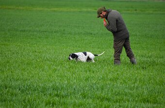 English Pointer - 3