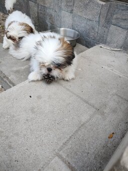 Suczka mieszaniec pekinczyk -shih tzu - 3