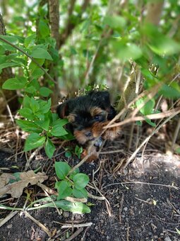 York terrier - 3