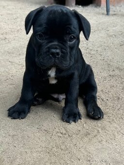 Buldog Francuski - 3