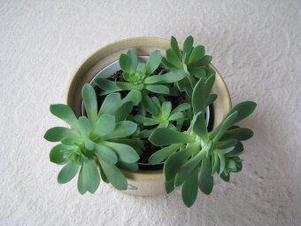 Aeonium – piękny sukulent na taras, do oranżerii mieszkania - 3