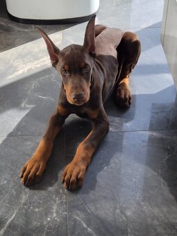 Doberman 3 miesiace FCI - 3
