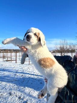 Owczarki Środkowoazjatyckie - 3