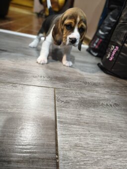 Beagle Suczka Tricolor - 3