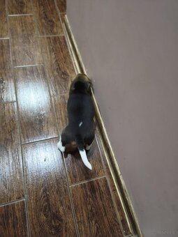 Beagle Suczka Tricolor - 3