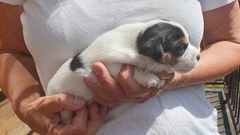 Piesek Jack Russell Terier gładkowłosy tricolor - 3