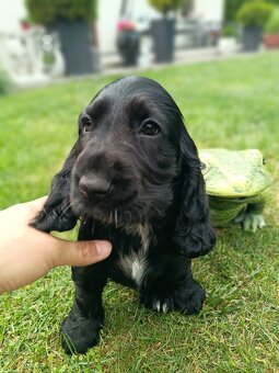 Cocker Spaniel Angielski - 3