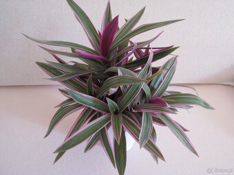 Reo meksykańskie trzykrotka tradeskancja piękna wielokolorow - 3