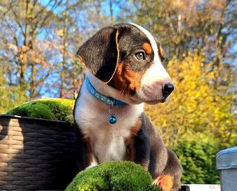 Gończy Serbski trzykolorowy - 3