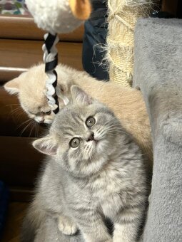 Brytyjskie kocięta z rodowode - 3