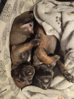 Owczarek belgijski malinois - 3