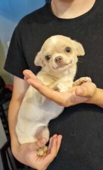 Chihuahua śliczna kremowo biała suczka - 3