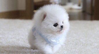 Urocze szczenięta rasy pomeranian dostępne do adopcji. - 3