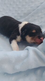 Owczarek szkocki collie długowłosy - 3