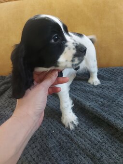 Cocker spaniel angielski - 3