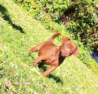 Szczeniaki Patterdale Terrier Terier ZKwP FCI - 3