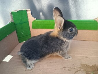Króliki miniaturki - 3