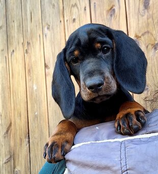 Gończy Słowacki KOPOV ZKwP FCI - 3