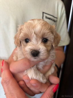 Maltipoo miniaturka do 1,5 kg F1 rodowód - 3