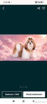 Piesek Shih Tzu - 3