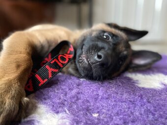 Owczarek belgijski Malinois - 3